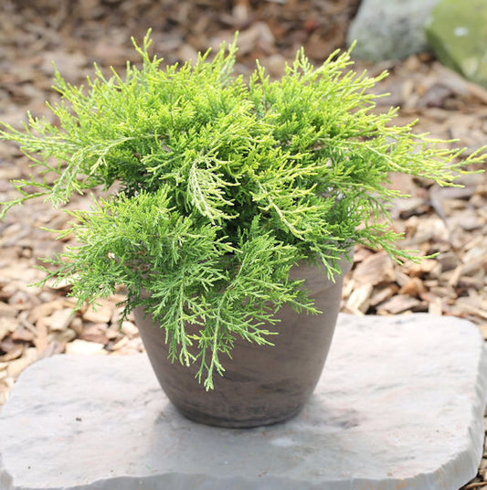 Goldgelber Wacholder Old Gold 30-40cm - Juniperus Media
