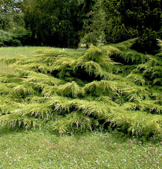  Gelber Pfitzerwacholder 30-40cm - Juniperus Media