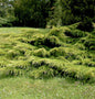  Gelber Pfitzerwacholder 30-40cm - Juniperus Media