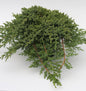  Japanischer Kriechwacholder 15-20cm - Juniperus Procumbens