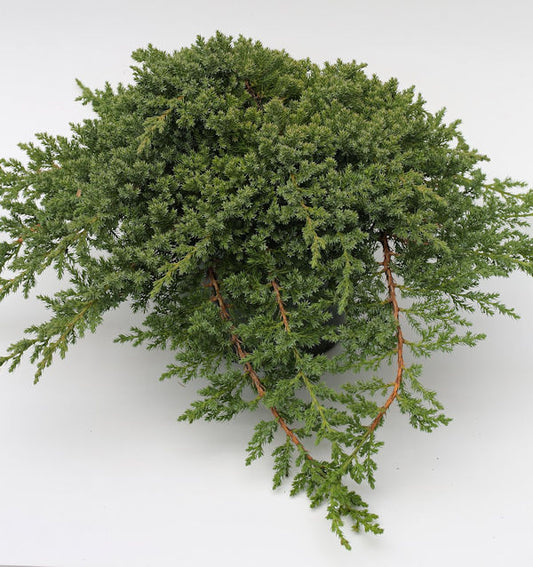  Japanischer Kriechwacholder 20-25cm - Juniperus Procumbens