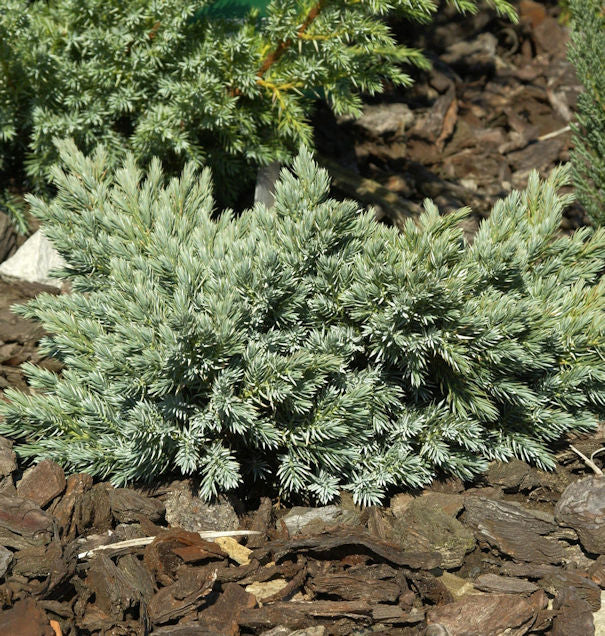  Blauer Sternwacholder 20-25cm - Juniperus Squamata
