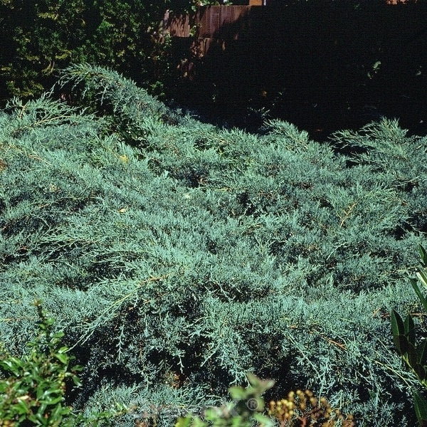  Breitwacholder Grey Owl 60-80cm - Juniperus Virginiana