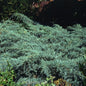  Breitwacholder Grey Owl 60-80cm - Juniperus Virginiana