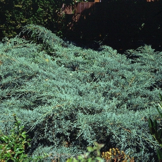  Breitwacholder Grey Owl 30-40cm - Juniperus Virginiana