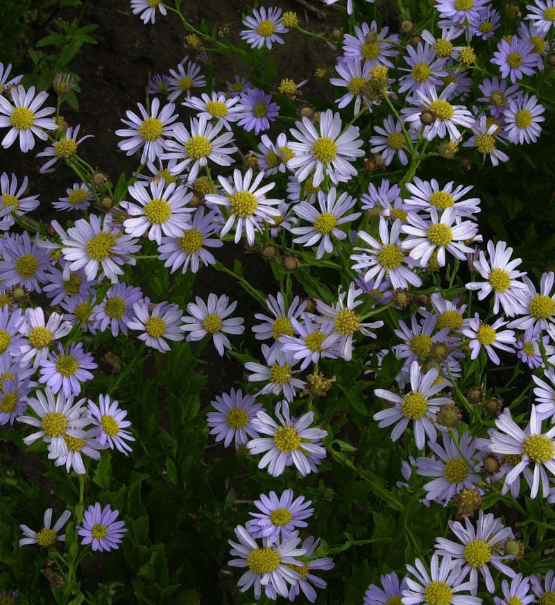  Blaue Schönaster Antonia - Kalimeris Mongolica