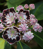  Berglorbeer Sterntaler 40-50cm - Kalmia Latifolia