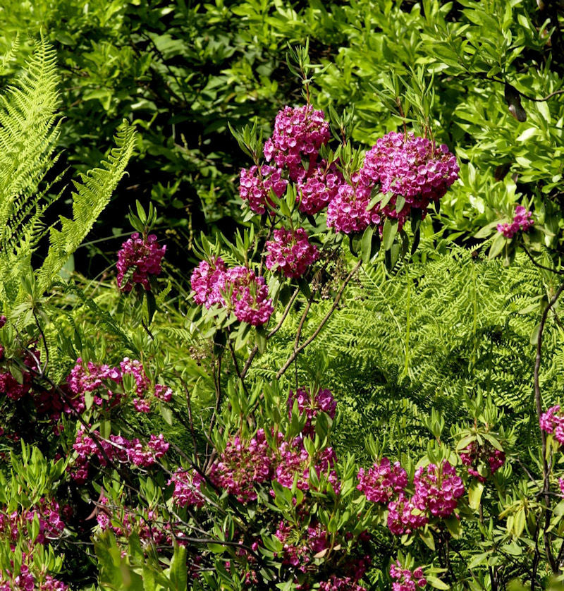  Rotes Lorbeerröslein 30-40cm - Kalmia Angustifolia