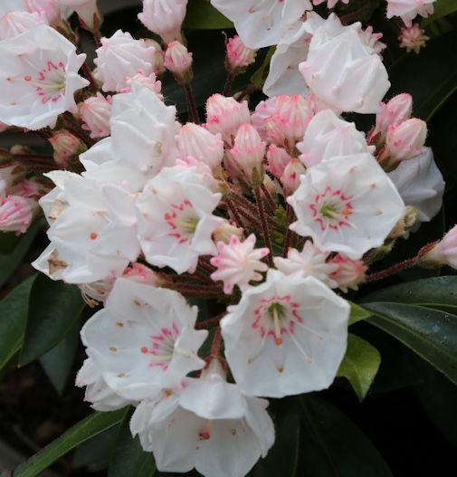  Großer Berglorbeer Elf 15-20cm - Kalmia Latifolia