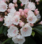  Großer Berglorbeer Elf 15-20cm - Kalmia Latifolia