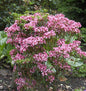  Großer Berglorbeer Little Linda 25-30cm - Kalmia Latifolia