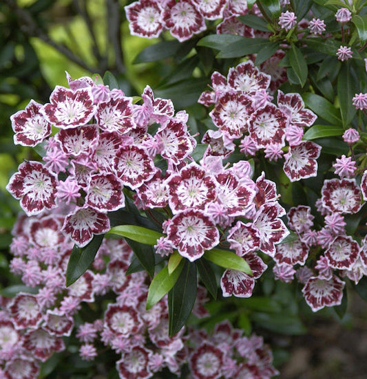  Berglorbeer Minuet 20-25cm - Kalmia Latifolia