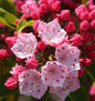  Berglorbeer Ostbo Red 15-20cm - Kalmia Latifolia