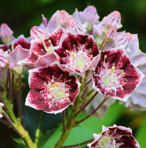  Berglorbeer Pinwheel 30-40cm - Kalmia Latifolia