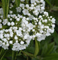  Großer Berglorbeer Snowdrift 30-40cm - Kalmia Latifolia