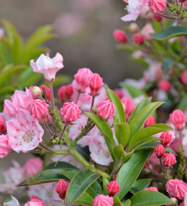  Großer Berglorbeer Tiddlywinks 15-20cm - Kalmia Latifolia