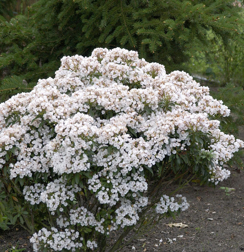  Großer Berglorbeer Zedbulon 15-20cm - Kalmia Latifolia
