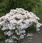  Großer Berglorbeer Zedbulon 15-20cm - Kalmia Latifolia