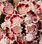  Großer Berglorbeer Bandeau 25-30cm - Kalmia Latifolia