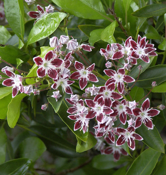  Großer Berglorbeer Galaxy 25-30cm - Kalmia Latifolia