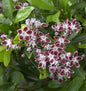  Großer Berglorbeer Galaxy 20-25cm - Kalmia Latifolia