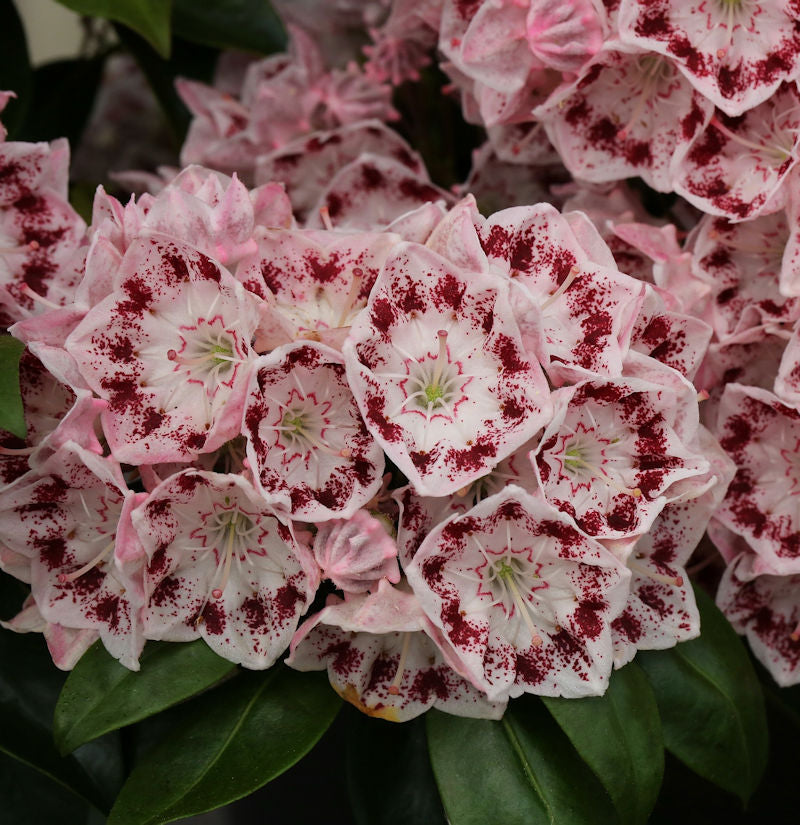  Großer Berglorbeer Ginkona 30-40cm - Kalmia Latifolia