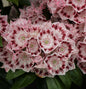  Großer Berglorbeer Ginkona 30-40cm - Kalmia Latifolia