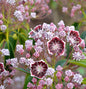  Großer Berglorbeer Mitternacht 25-30cm - Kalmia Latifolia