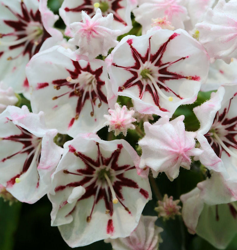  Berglorbeer Peppermint 30-40cm - Kalmia Latifolia