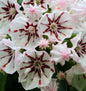  Berglorbeer Peppermint 30-40cm - Kalmia Latifolia