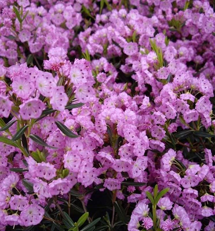  Zwerg Berglorbeer 20-25cm - Kalmia Polifolia
