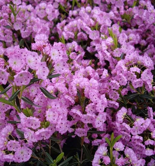  Zwerg Berglorbeer 20-25cm - Kalmia Polifolia