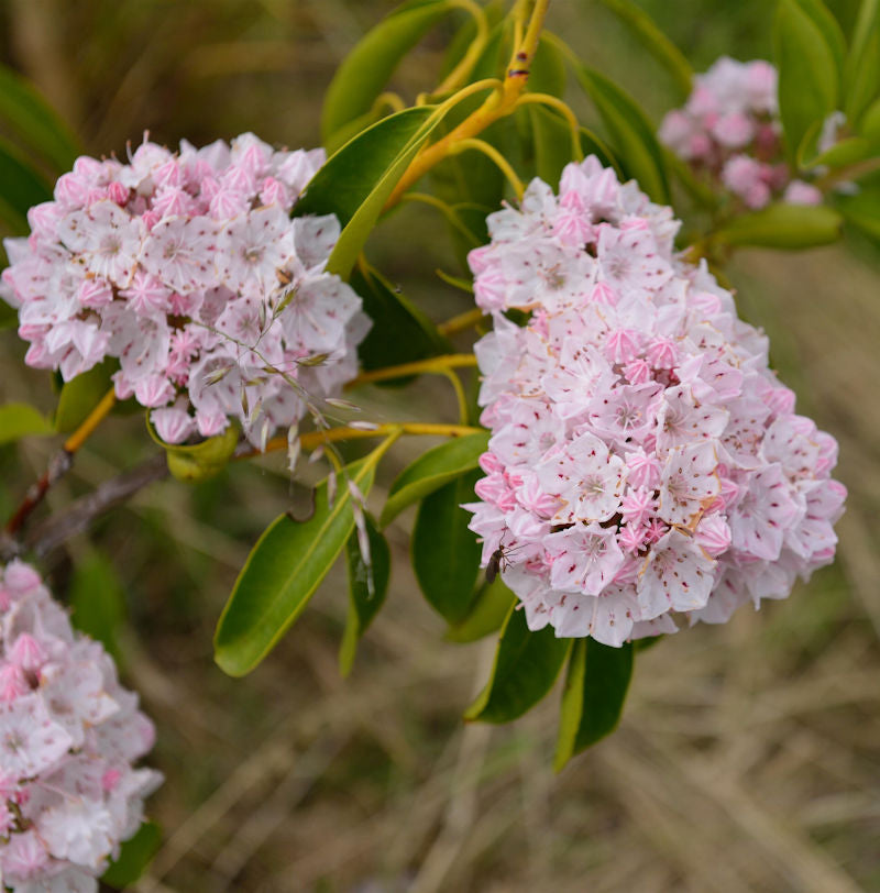  Großer Berglorbeer 40-60cm - Kalmia Latifolia