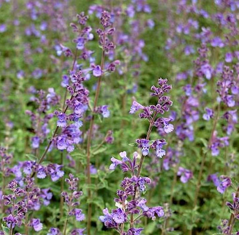  Katzenminze Walker Low - Nepeta Faassenii