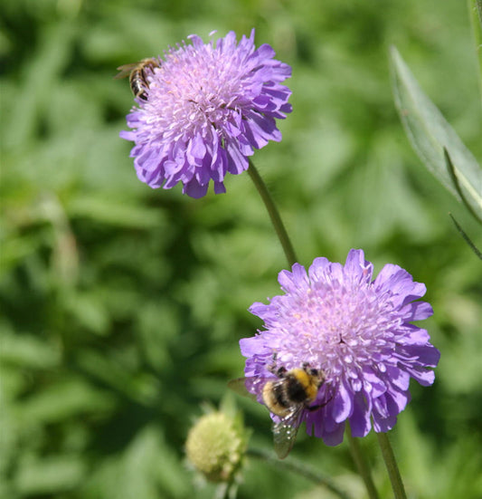  Ackerskabiose - Knautia Arvensis