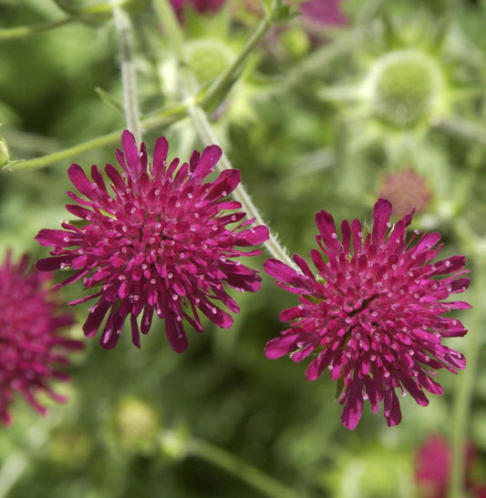 Witwenblume - Knautia Macedonica