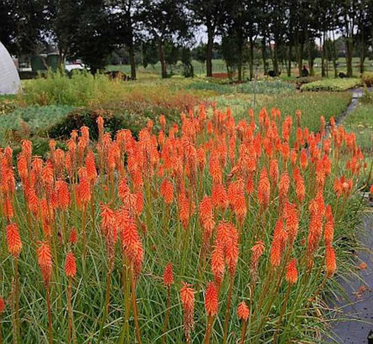  Fackellilie Alcazar - Kniphofia Uvaria