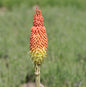  Fackellilie Royal Castle - Kniphofia Uvaria