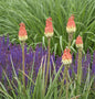  Fackellilie Royal Standard - Kniphofia Hybrid