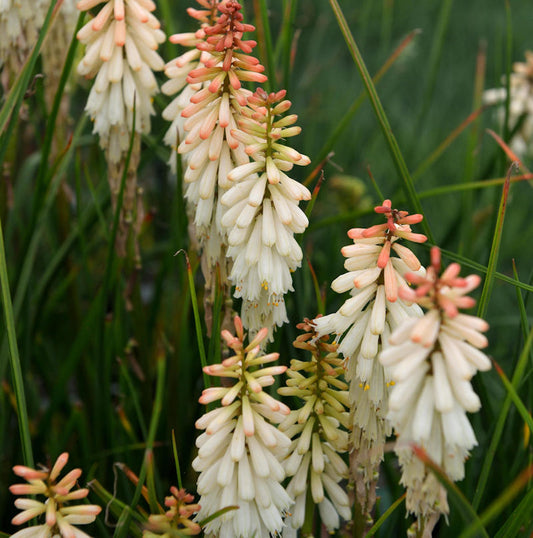  Fackellilie Vanilla - Kniphofia Hybrid