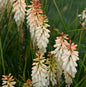  Fackellilie Vanilla - Kniphofia Hybrid