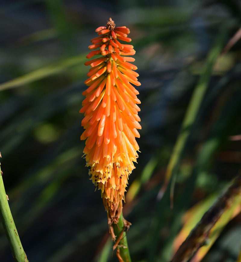  Fackellilie Poco Orange - Kniphofia Uvaria