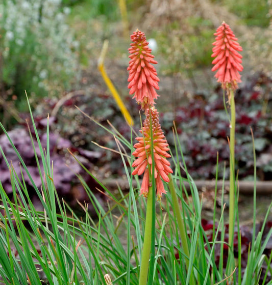  Fackellilie Poco Red - Großer Topf - Kniphofia Uvaria