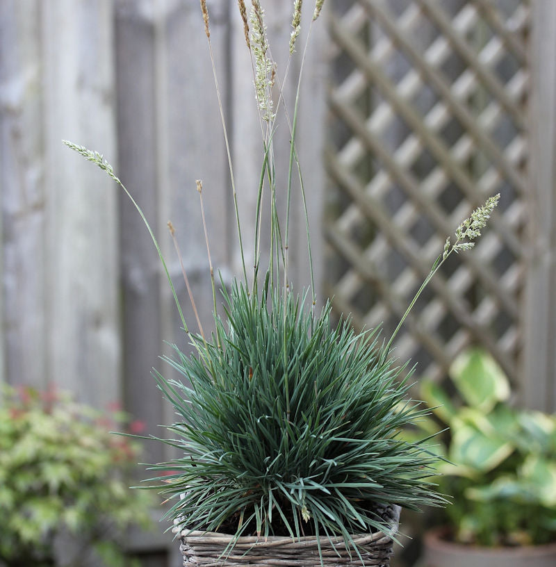  Schillergras Coolio - Koeleria Glauca