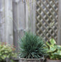  Schillergras Coolio - Koeleria Glauca