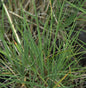  Schillergras - Großer Topf - Koeleria Glauca