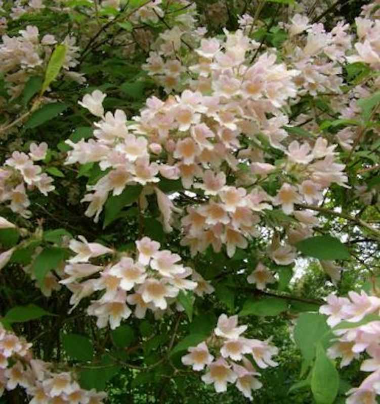  Perlmuttstrauch Kolkwitzie Maradco 100-125cm - Kolkwitzia Amabilis