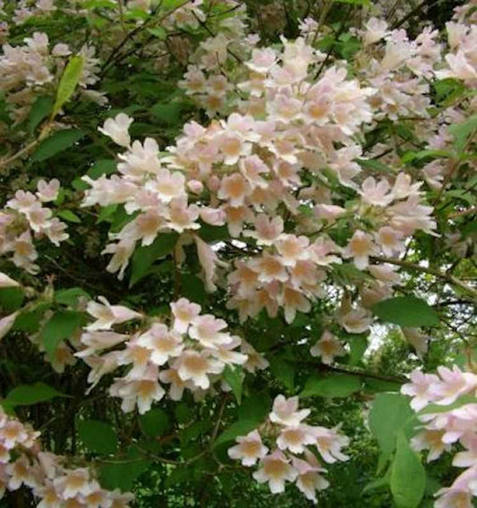  Perlmuttstrauch Kolkwitzie Maradco 100-125cm - Kolkwitzia Amabilis
