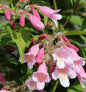  Perlmuttstrauch Pink Cloud 40-60cm - Kolkwitzia Amabilis