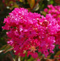  Hochstamm Chinesische Kräuselmyrte Berry Dazzle® 80-100cm - Lagerstroemia Indica